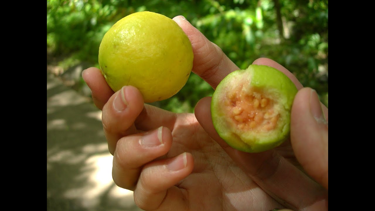 que clase de fruta es la guayaba