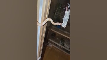 #snake #cornsnake #animal #reptile #worldsnake #feeding #wildlife #lizard late night feed