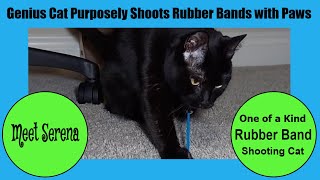 Genius Cat Purposely Shoots Rubber Bands with Paws by Serena the kAt 146 views 2 months ago 4 minutes, 55 seconds