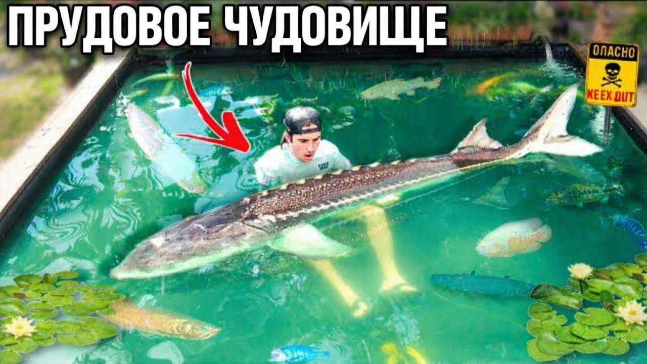 Я НАКОНЕЦ-ТО поймали ВСЕХ прудовых монстров...