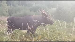 лось во время гона. moose hunting.