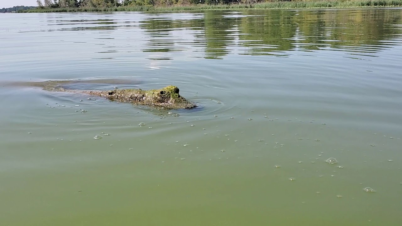 Lake Erie Alligator