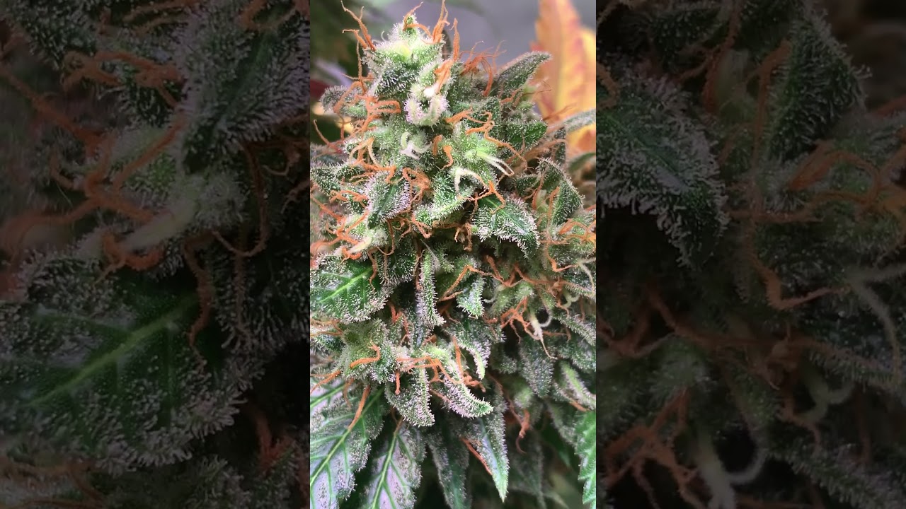 Barney´s Farm y Toni13: Strawberry Lemonade