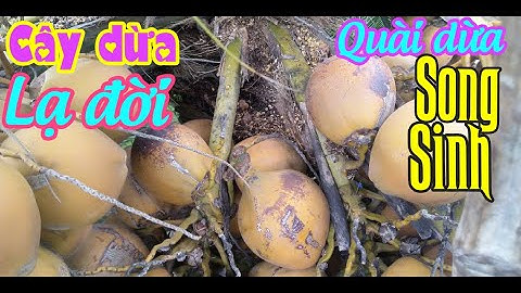 CÓ AI ĐÃ TỪNG THẤY CÂY DỪA ĐỘC VÀ LẠ NHẤT TRÊN THẾ GIỚI - 1 BẮP MÀ TỚI 2 BUỒNG DỪA - CHUYỆN KHÓ TIN.