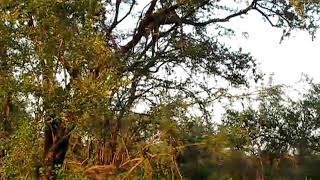 Hyena trying to steal Impala kill from Leopard