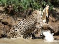 Big male jaguar catches crocodile