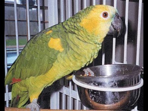 amazon parrot || Turquoise-fronted amazon.