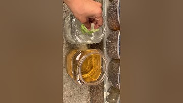 Cách làm trùng cỏ cho cá bột betta vs guppy ăn, đơn giản ít tốn kém