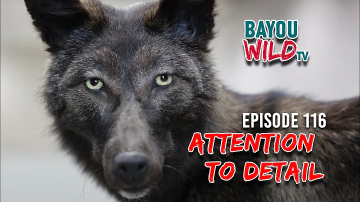 Bayou Wild [ep 116] "ATTENTION TO DETAIL"