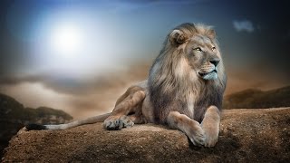 Дикая природа Ночь льва National Geographic Wild Дикая природа Ночь льва National Geographic Wild