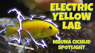 Mbuna Cichlids - Electric Yellow Lab - General Care/Species Overview