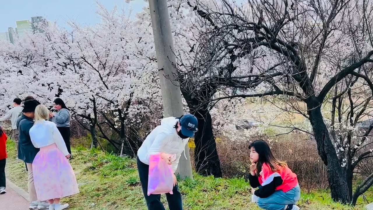 청주시 벚꽃구경과 산책Cherry blossom view and walking in Cheongjusi South Korea