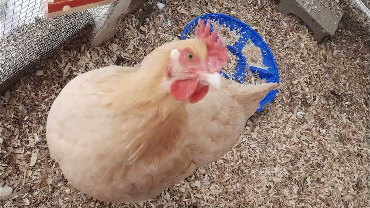 Are hens loud? Do chickens need heat? YouTube