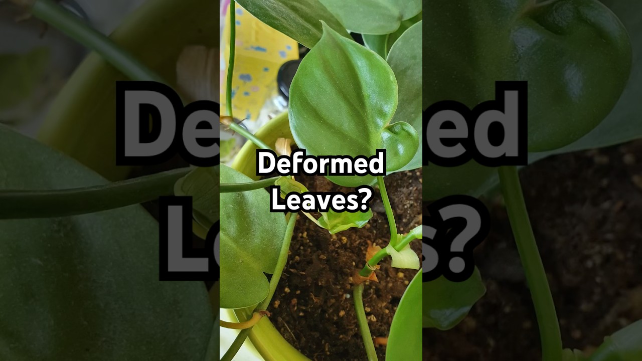 This is why your plant’s new leaves are growing in deformed! 🍃 
