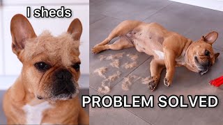 My Dog Sheds Like CRAZY / Problem Solved