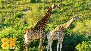 8K Wildlife of Gondwana Game Reserve, Africa  7 HOURS of Amazing Wild Animals (NO MUSIC)