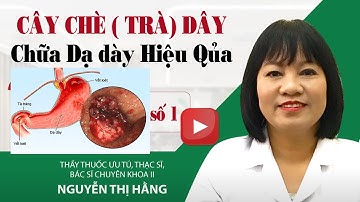 Trà dây ( chè dây) điều trị dạ dày số 1: Thạc sỹ Nguyễn Thị Hằng