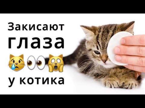 Видео: Почему у котят слипаются глаза?