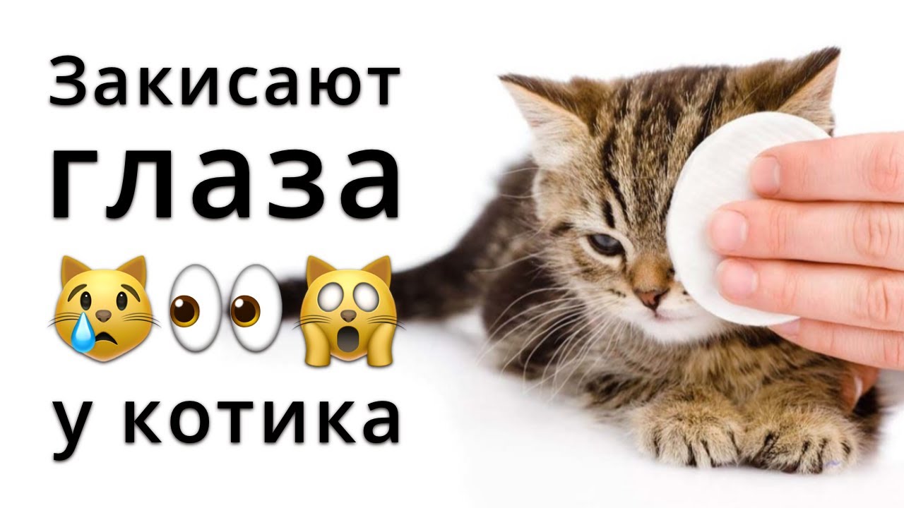 Как и чем протирать глаза кошке?