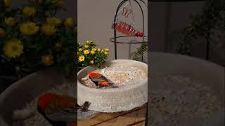 South African birds - orange finch by RENE OLIVIER 19 views 2 years ago 2 minutes, 19 seconds