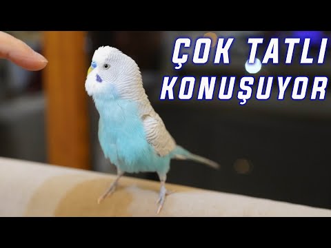 ÇOK TATLI KONUŞUYOR - BAYILACAKSINIZ! 1 SAAT