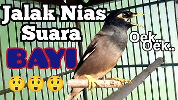 𝗝𝗮𝗹𝗮𝗸 𝗡𝗶𝗮𝘀 𝗕𝗶𝘀𝗮 𝗡𝗴𝗼𝗺𝗼𝗻𝗴 Menirukan Suara bayi Nangis.. #masteran#jalak#jalaknias#jalakgacor