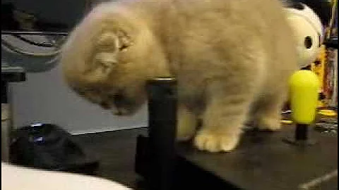 Watch the video about Wicket the Scottish Fold