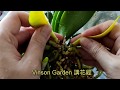 新買蘭花換植料過程要注意處理舊水苔 | 有問題爛根 | 葉子變黃處理 | 裸根時間 (第一編)