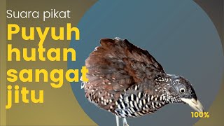 suara pikat burung puyuh mp3