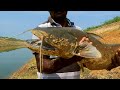 Fish hunting//Amazing big wallego fish catching//in best village fish hunting.