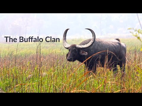 Video: Water buffalo: description, habitat. Man and buffalo