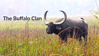 Grazing, Lazing, Wallowing: The Good Life of the Wild Water Buffalo