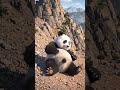 #ai #aishorts #aivideo #aiart #youtube #youtubeshorts #penguin #lifeisbutadream #funny #viral #video