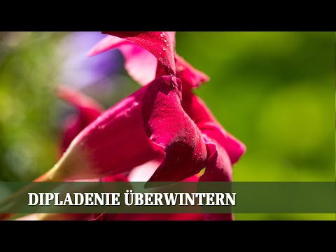 rosen,-sukkulenten-und-bodendecker---folge-#02