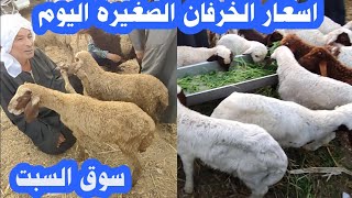 اسعار الخرفان الصغيره اليوم من سوق السبت وعرض كبش طلوقه برديسى من سوهاج