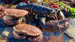 Coastal Foraging  Lobster, Crabs, and Amazing Sea Creatures with Beach Camp Cookup