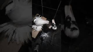 Malatya Pacali Guvercinleri Resimi