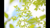 さわやか３組２０００ Youtube