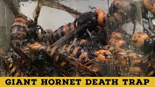 The best Asian Hornet trap - Shimada