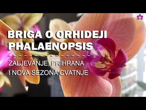 Video: Kako se brinuti za orhideju Phalaenopsis kod kuće?