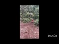 ENDURO HILL CLIMBS AT CASTLE WITH THE BOYS 