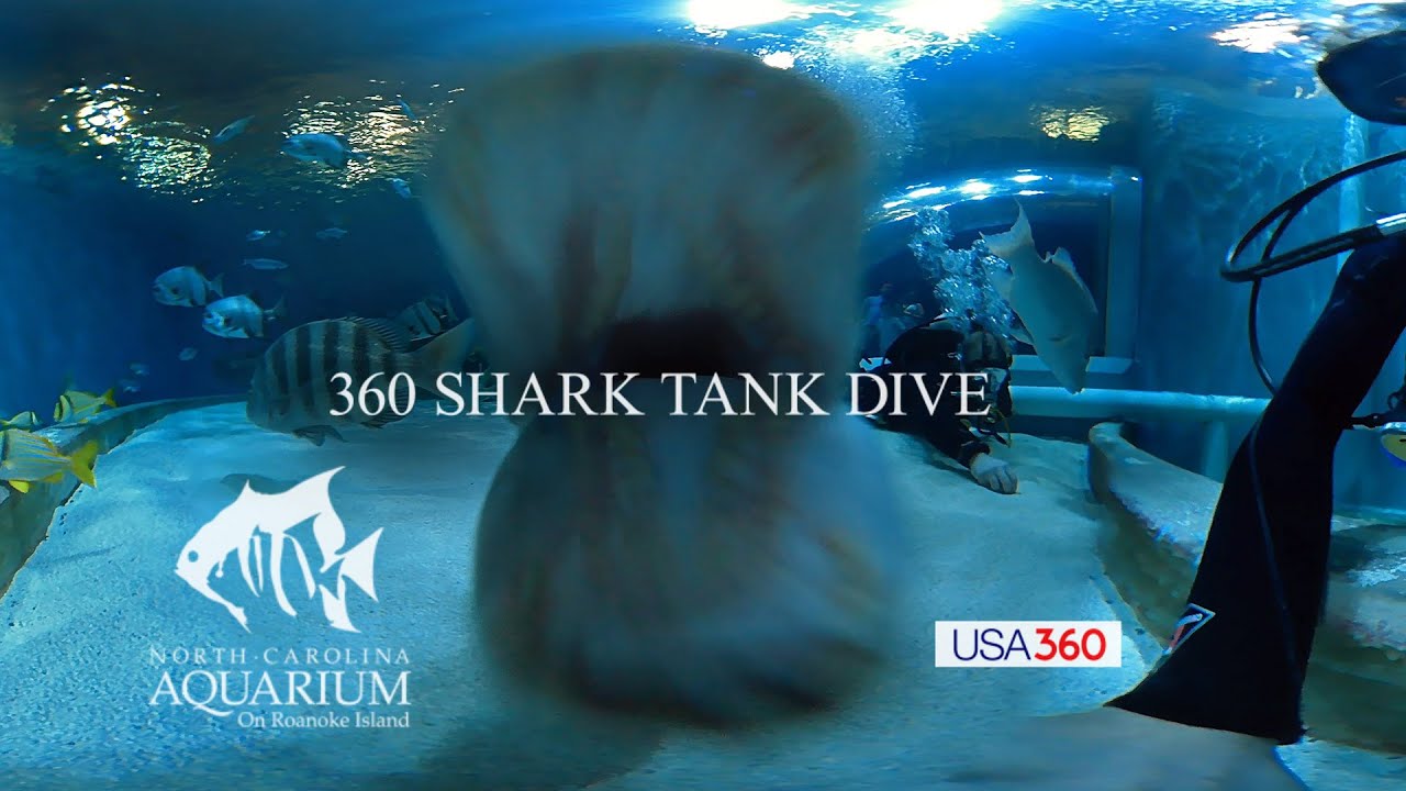 360 Shark Tank Dive YouTube