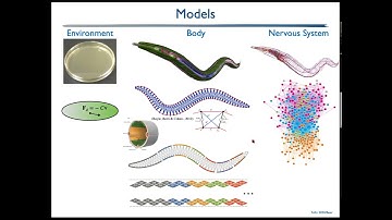 The Whole Worm: Brain-Body-Environment Models of C. Elegans