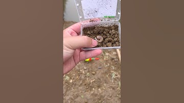 Cá Lớn - mồi này Câu Cá Khủng 😱 #khacthuyvlogg