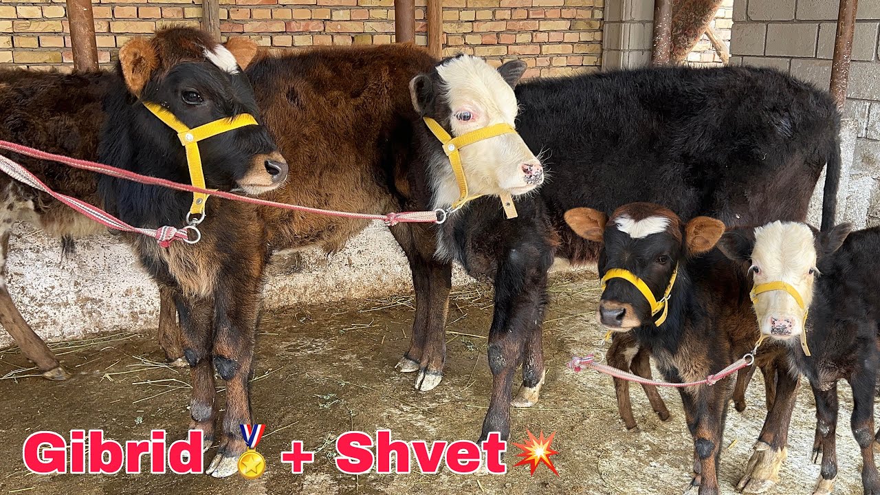 Yosh buqachalar 🥇 + Eng Hamyonbop Arzon Joyidan 💥 || Nurullo akadan ✅