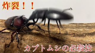 ［カブトVSクワガタ］国産カブトムシVSマンディブラリスフタマタクワガタ　［リアルムシキング］