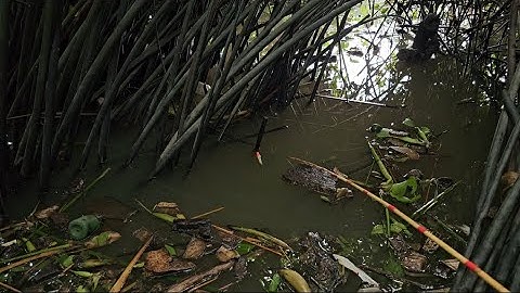 Tập 81 : hôm nay đụng độ cá rô đồng khủng ở đường kênh này câu đã thiệt