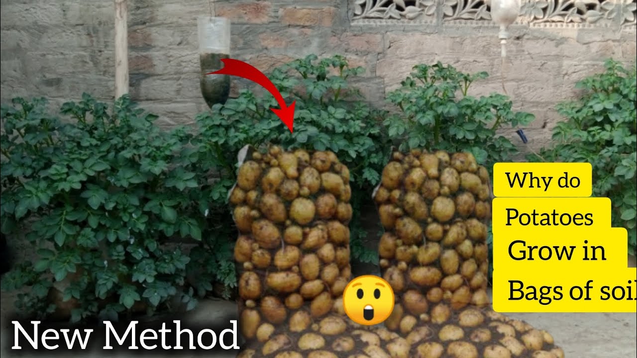 How To Grow Indian Corn How To Grow Indian Corn