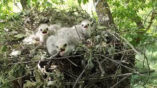 Гнездо канюков с птенцами 7 июня 2023!
