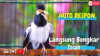 Jalak Suren Gacor #10 ! Cocok Buat Menaikan Emosi Jalak Apa Saja Seketika Gacor Full Isian